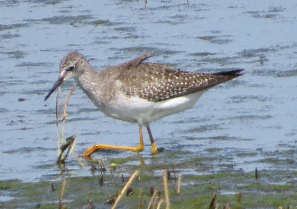 Lesser Yellowlegs - ML641417941