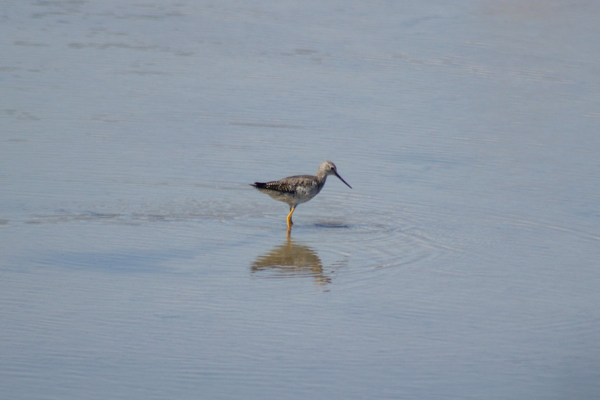 Lesser Yellowlegs - ML641417945