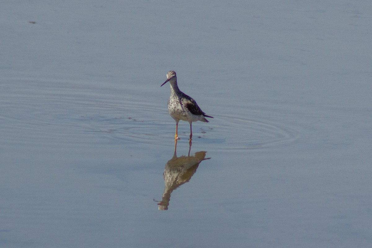 Lesser Yellowlegs - ML641417946