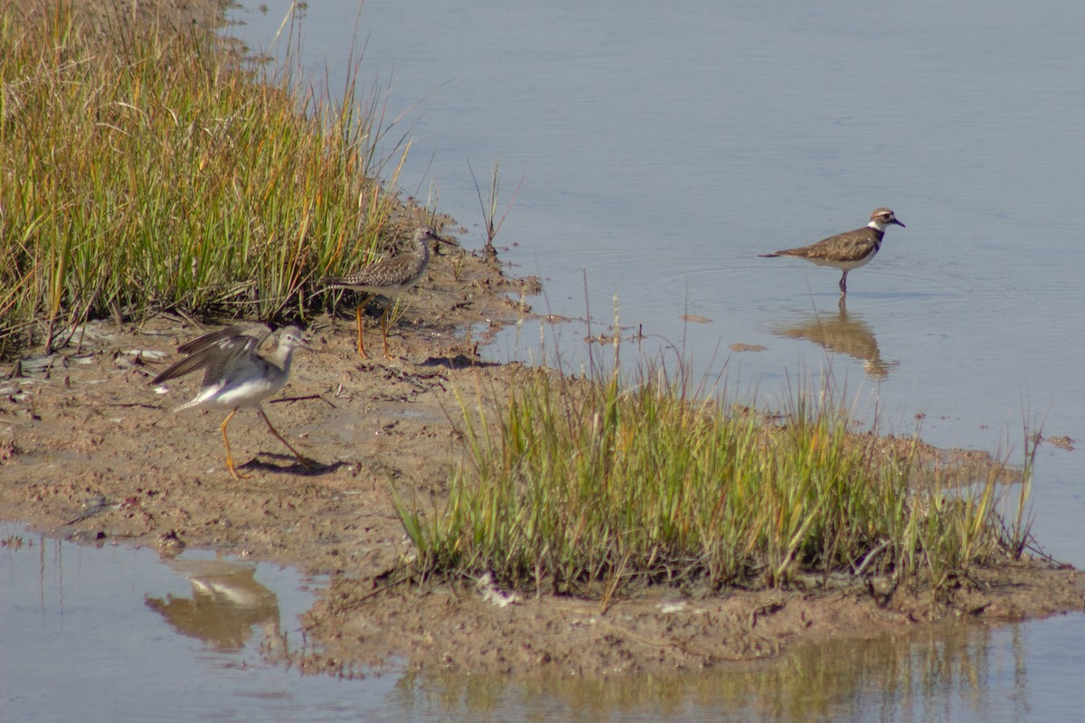Lesser Yellowlegs - ML641417947