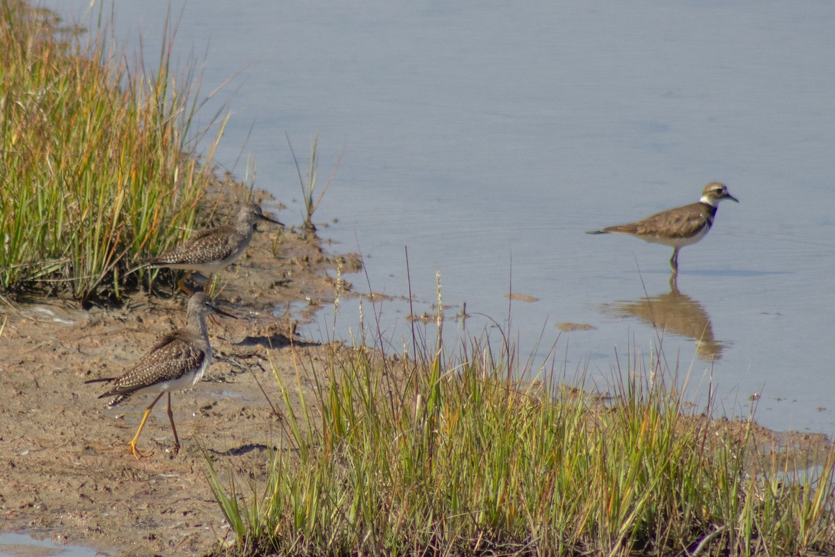 Lesser Yellowlegs - ML641417948