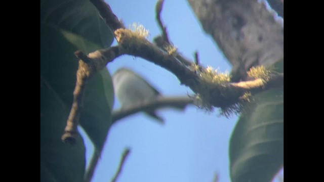 Vireo occhirossi - ML641417959