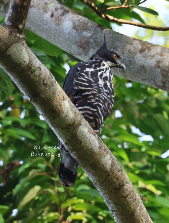 Blyth's Hawk-Eagle - ML641417961