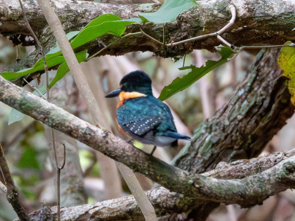 American Pygmy Kingfisher - ML641417964