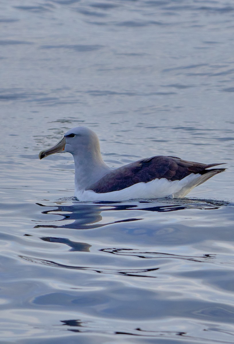 Salvin's Albatross - ML641417965