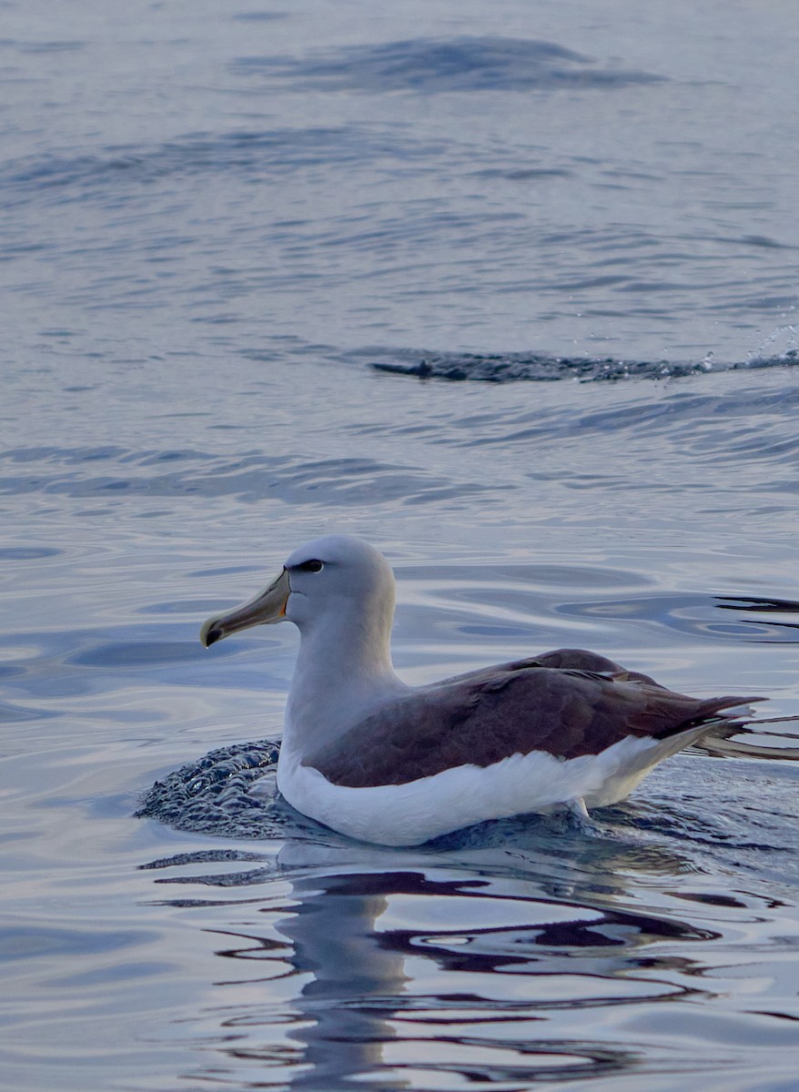 Salvin's Albatross - ML641417966