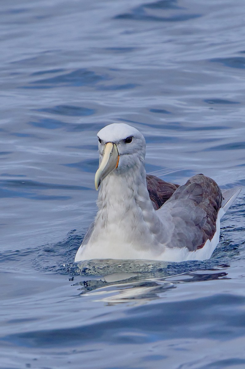 Salvin's Albatross - ML641417968