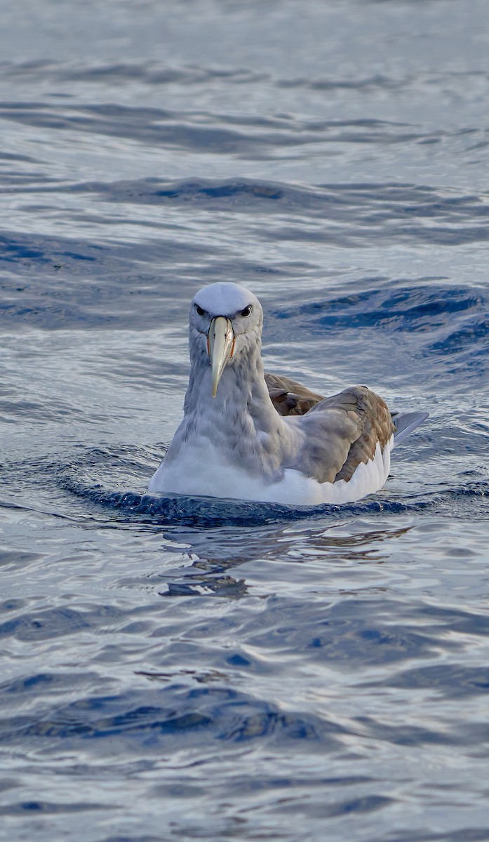 Salvin's Albatross - ML641417969