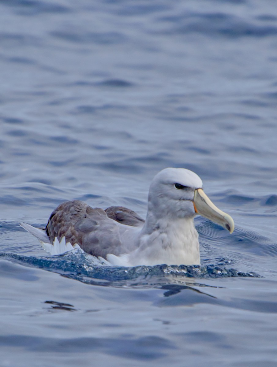 Salvin's Albatross - ML641417970
