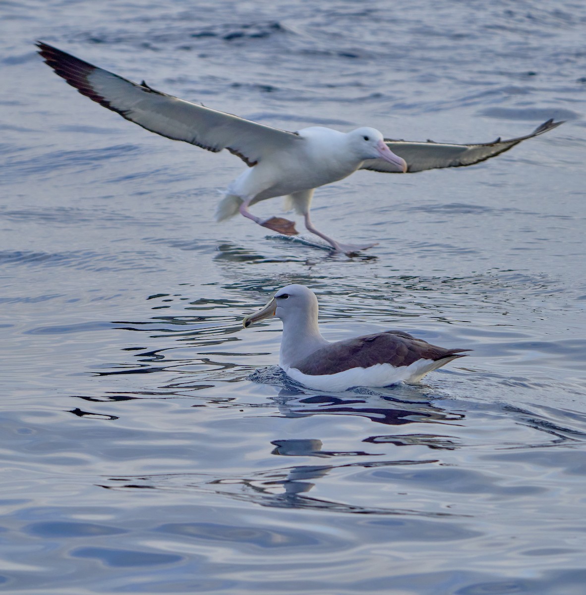 Salvin's Albatross - ML641417971