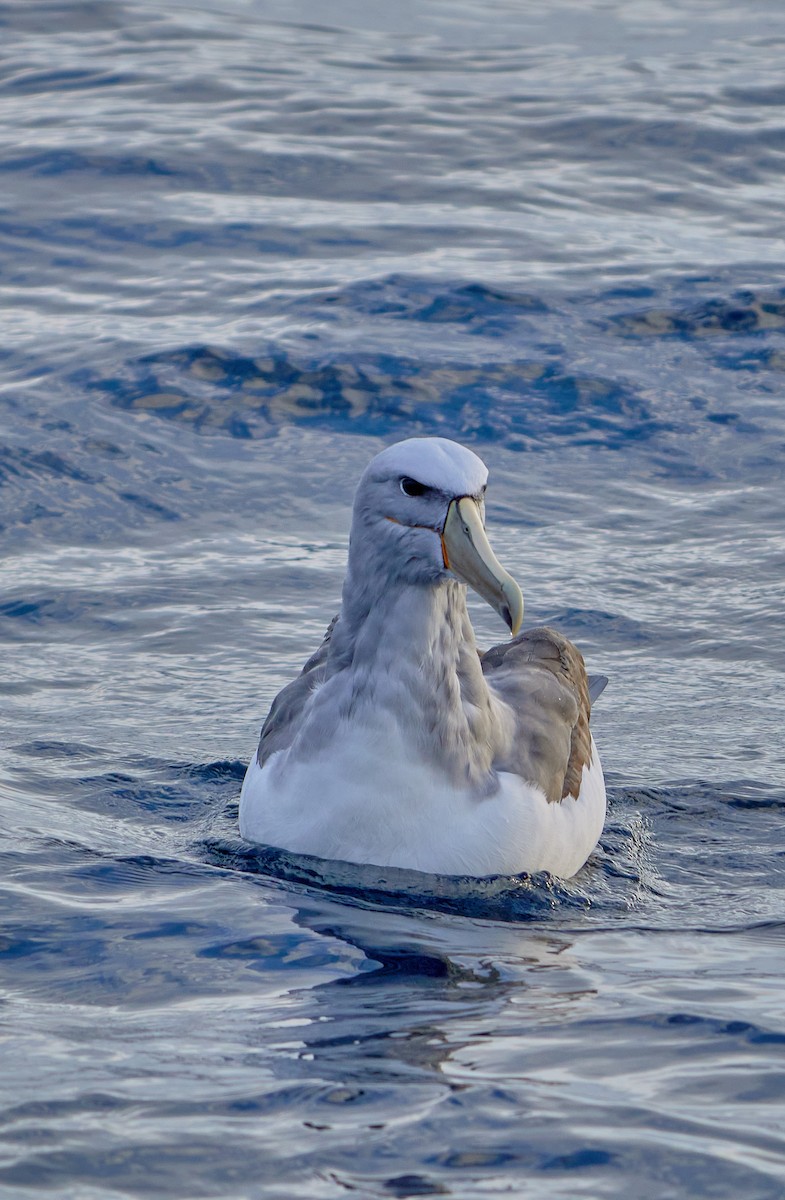 Salvin's Albatross - ML641417972