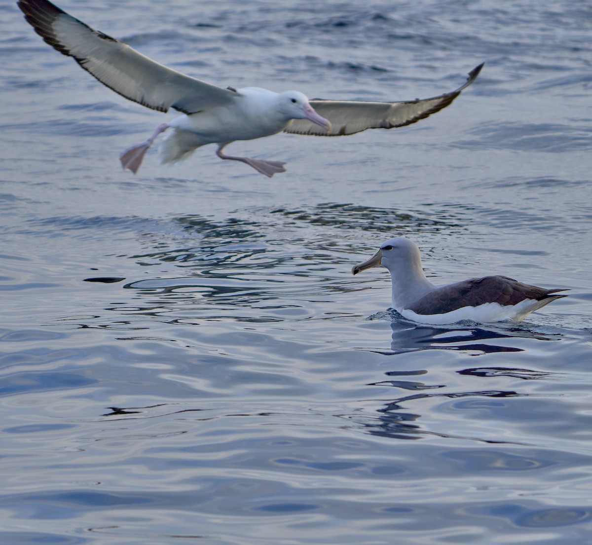 Salvin's Albatross - ML641417973