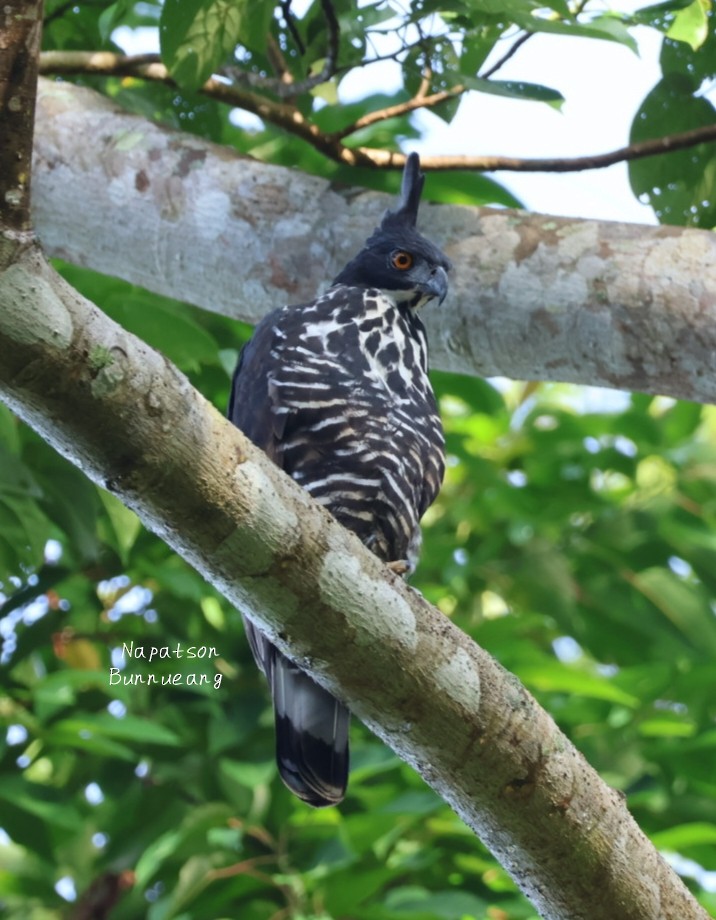 Blyth's Hawk-Eagle - ML641417978