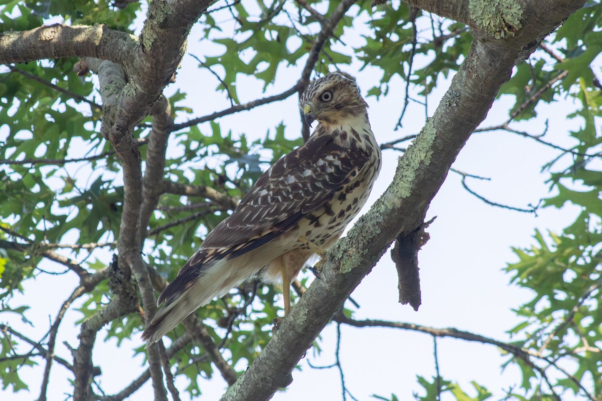 Red-shouldered Hawk - ML641417988