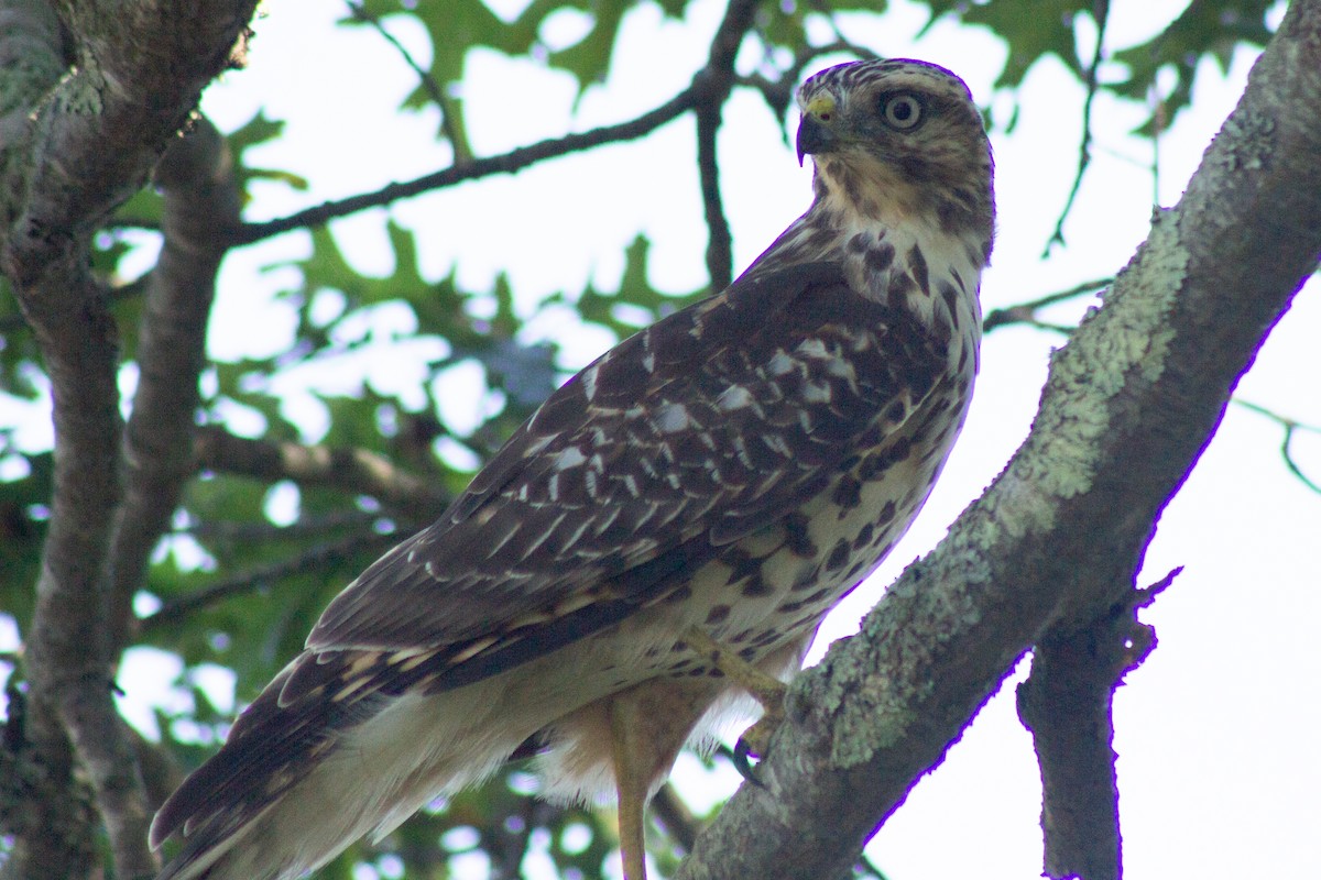 Red-shouldered Hawk - ML641417989