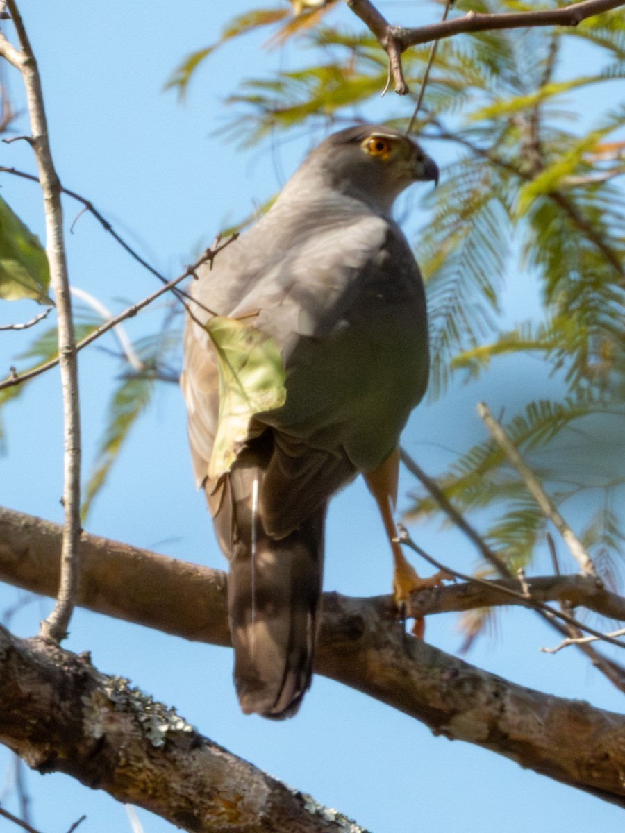 Bicolored Hawk - ML641417993