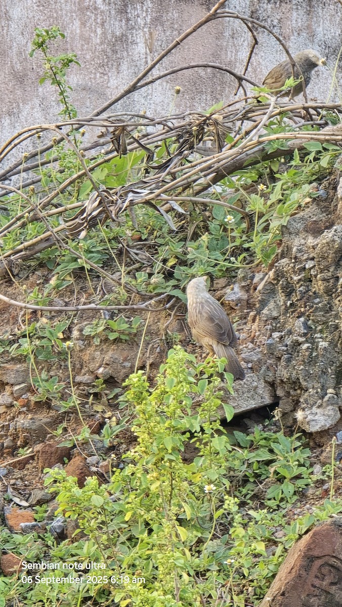 Yellow-billed Babbler - ML641418022