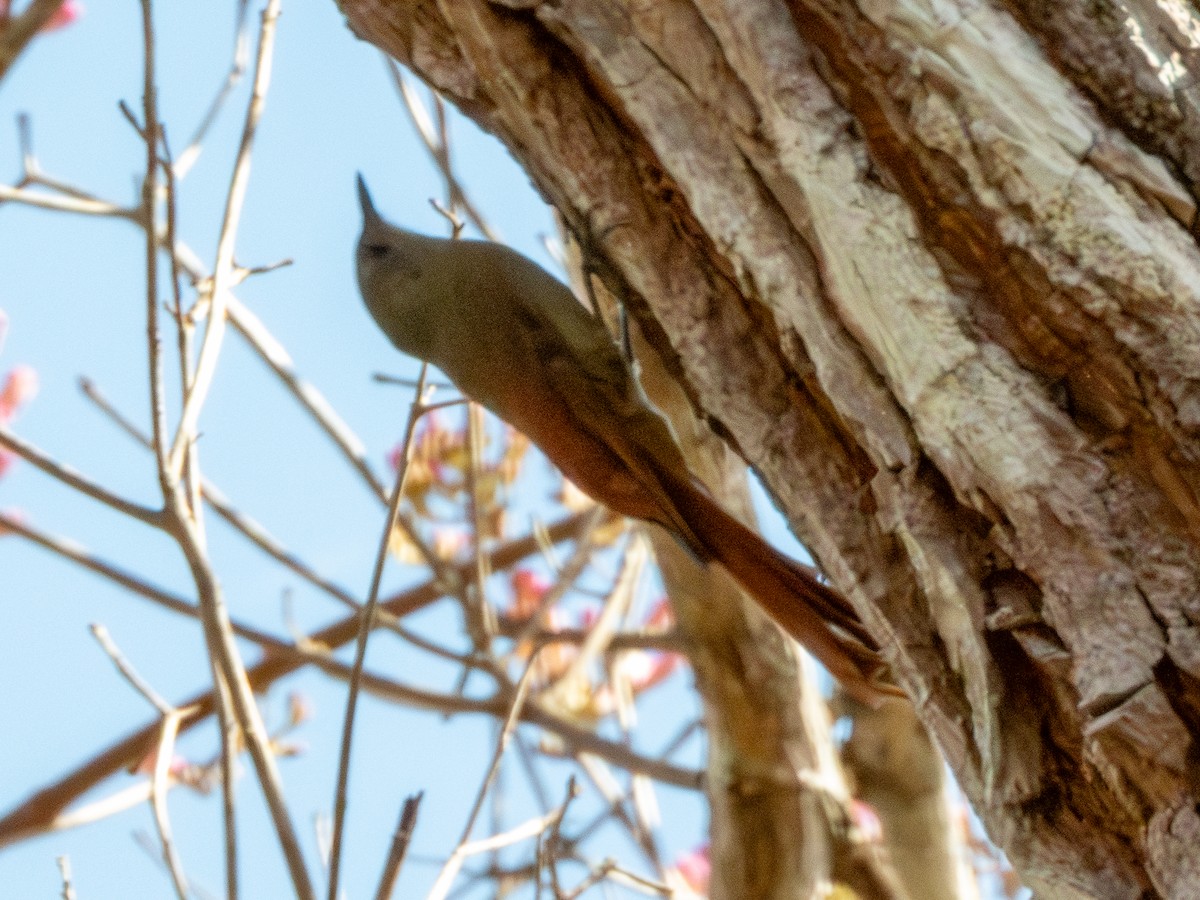 Olivaceous Woodcreeper - ML641418071
