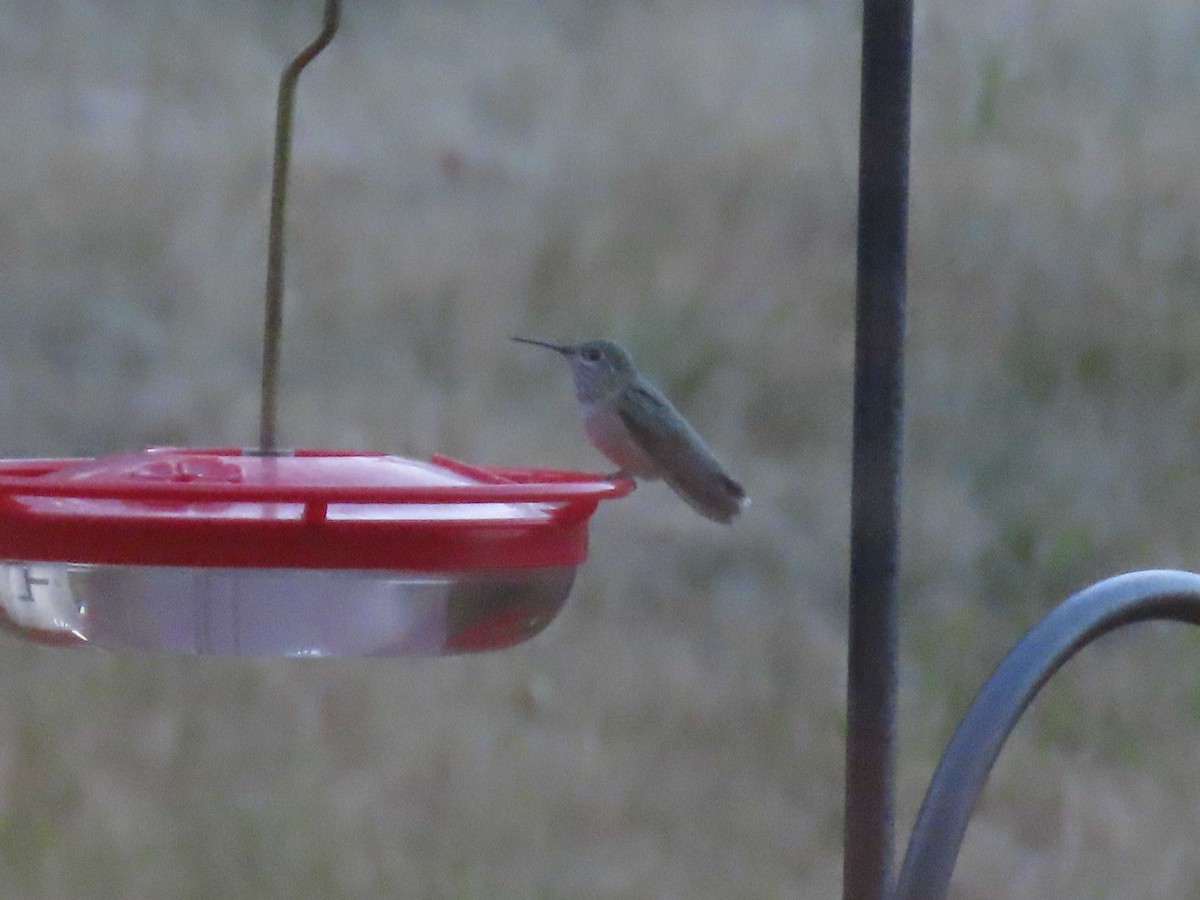 Calliope Hummingbird - ML641418072