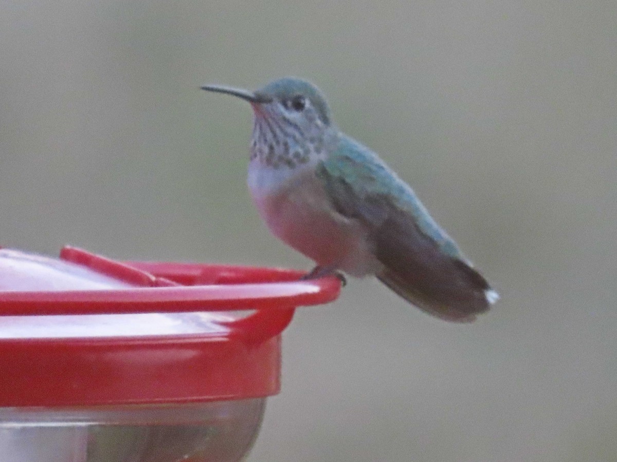 Calliope Hummingbird - ML641418073