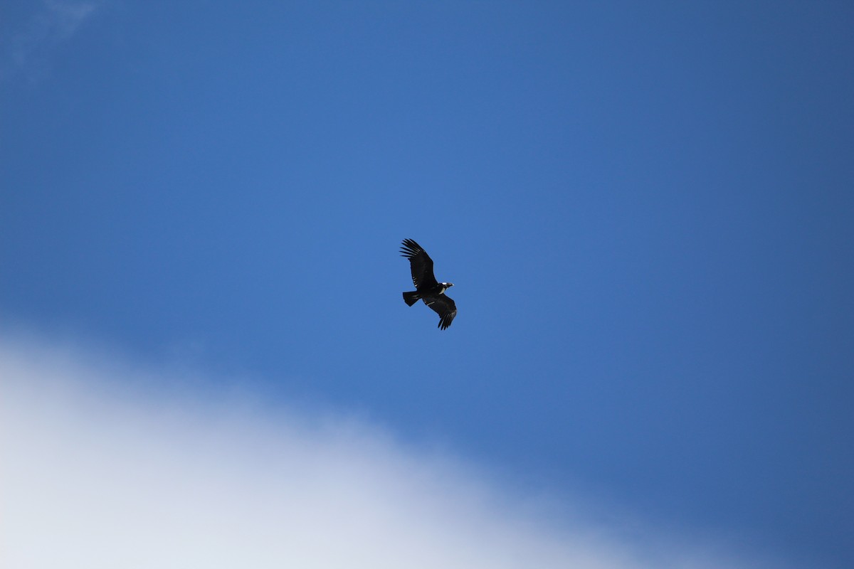 Andean Condor - ML641418074