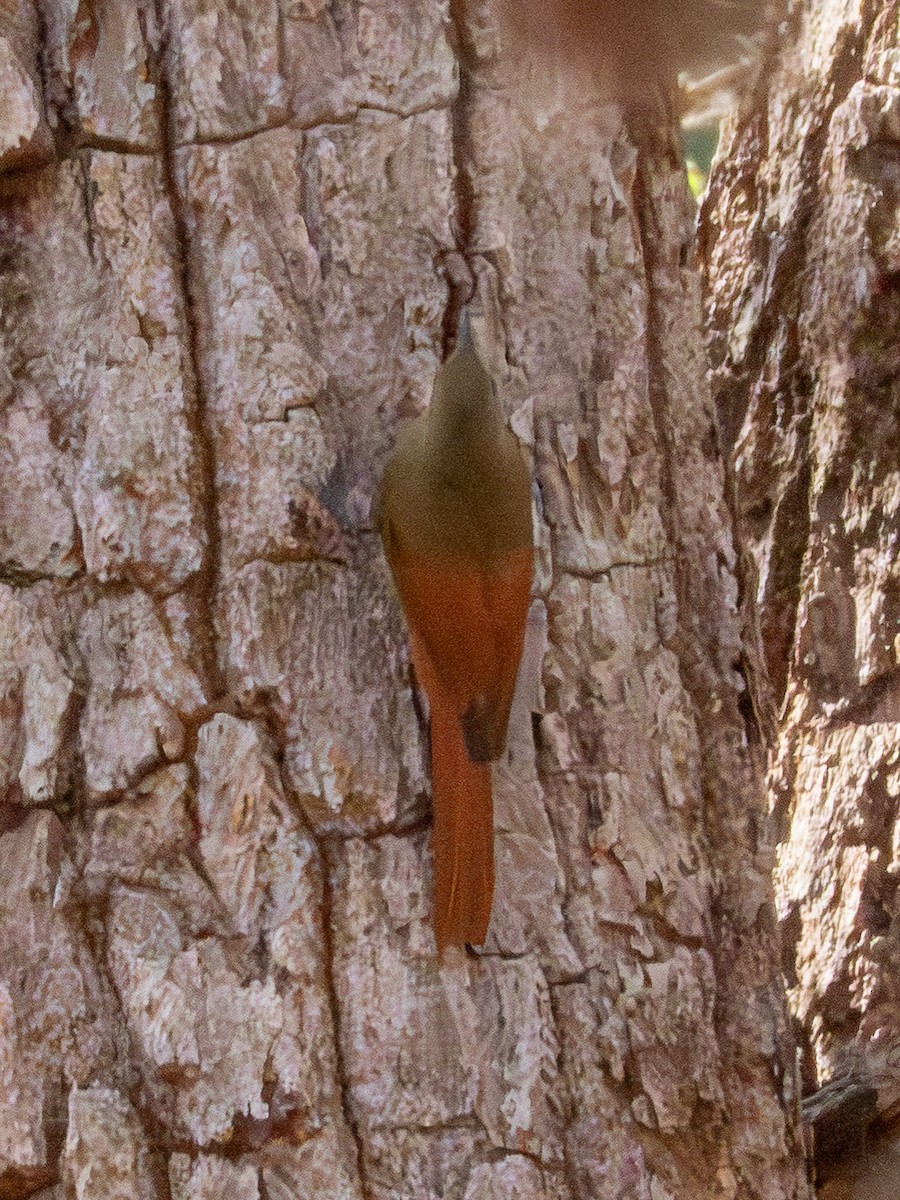 Olivaceous Woodcreeper - ML641418075
