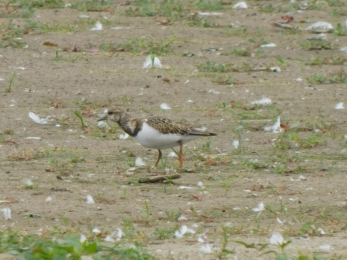翻石鷸 - ML641418078