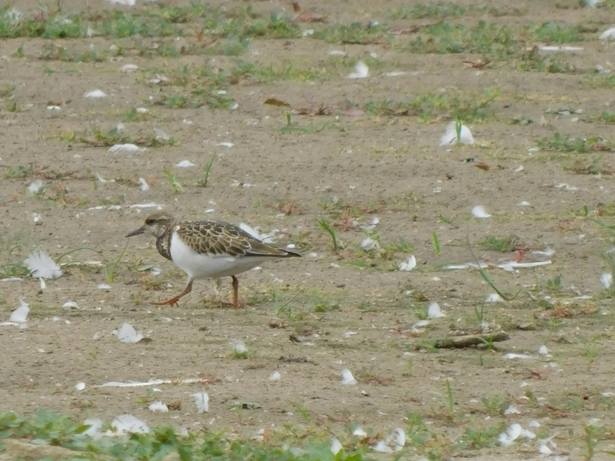 翻石鷸 - ML641418079