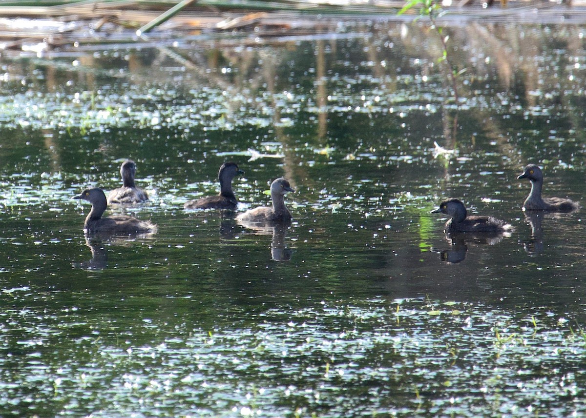 Least Grebe - ML641418080