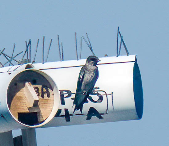 Purple Martin - ML641418081