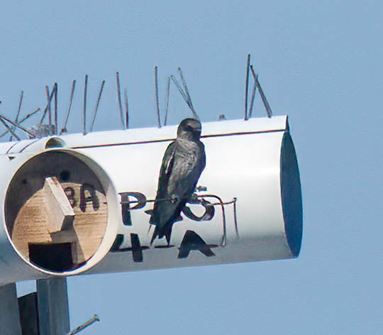 Purple Martin - ML641418082