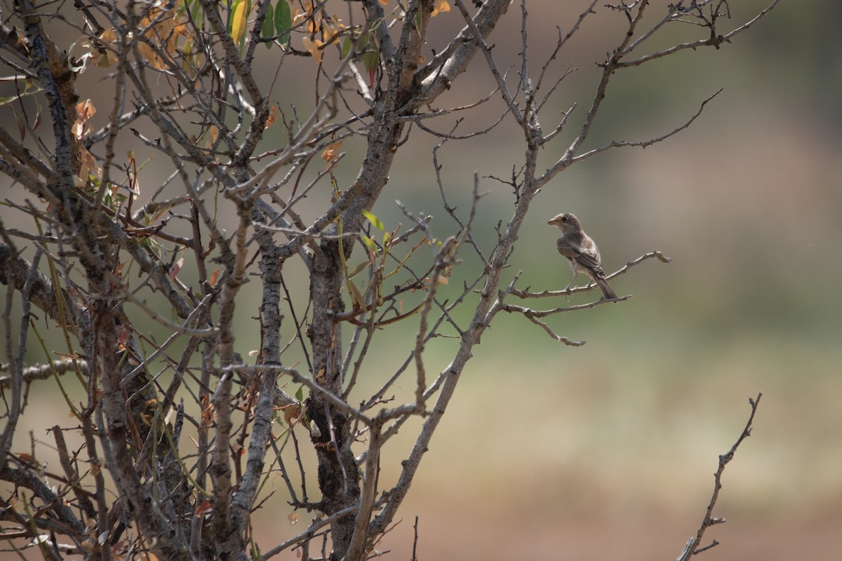Woodchat Shrike - ML641418083