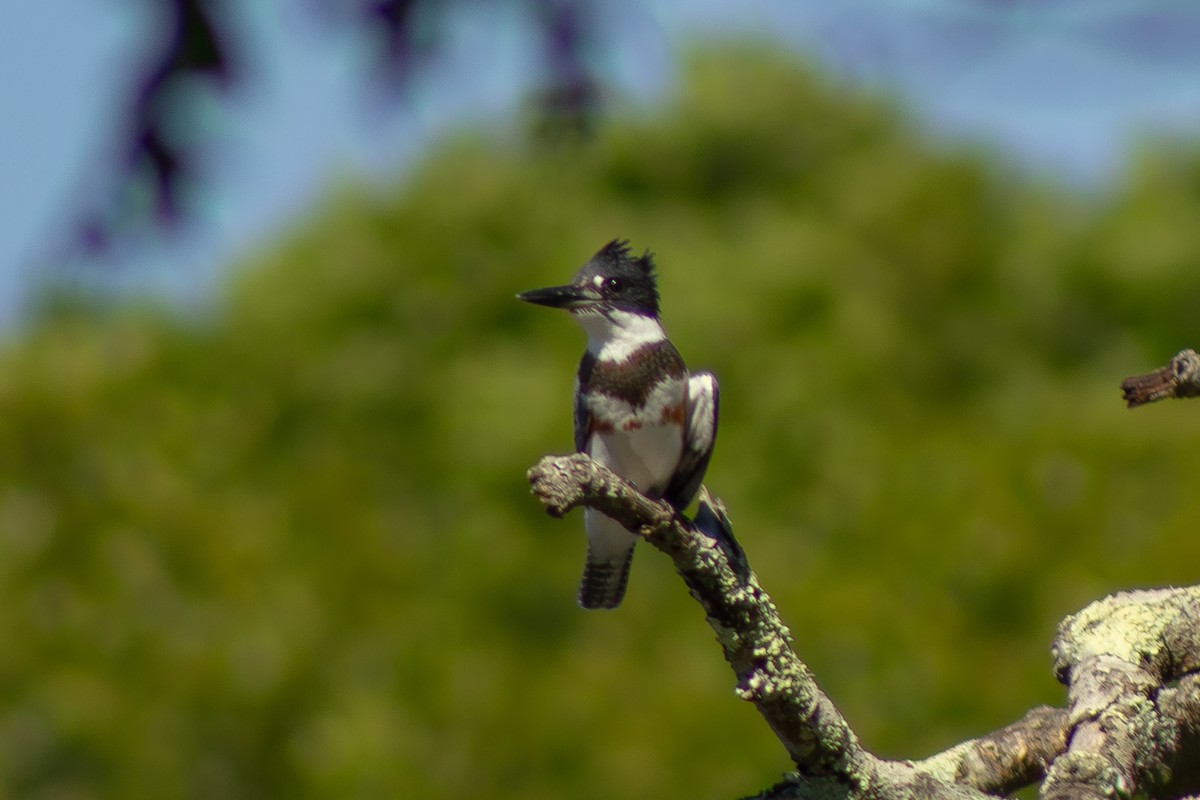 Belted Kingfisher - ML641418085