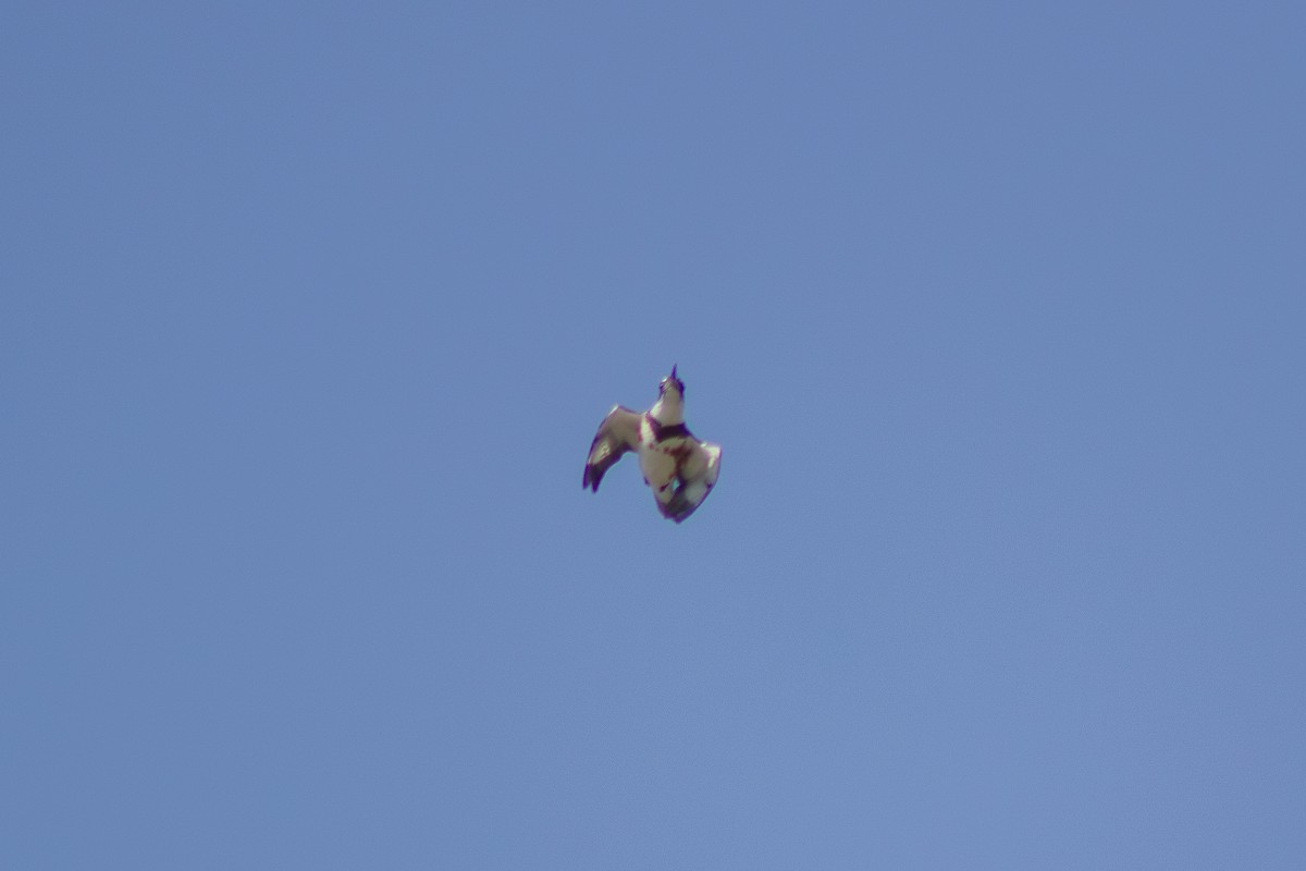 Belted Kingfisher - ML641418086
