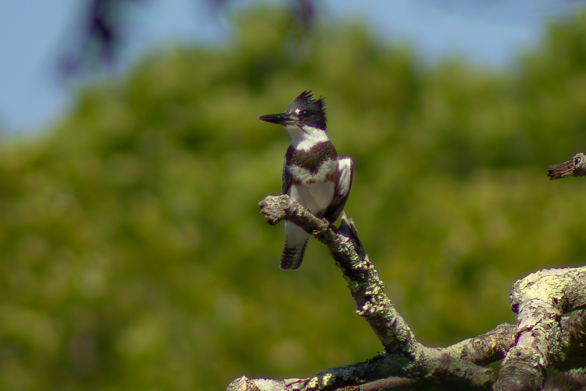 Belted Kingfisher - ML641418087
