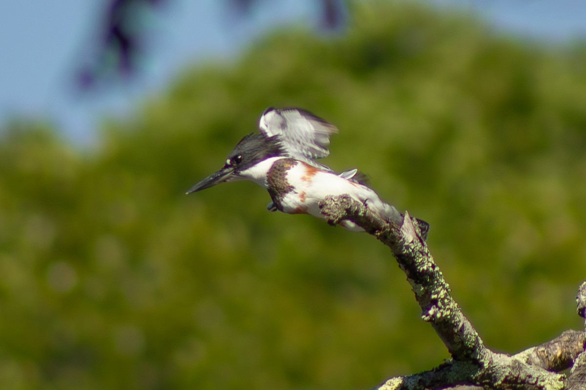 Belted Kingfisher - ML641418088