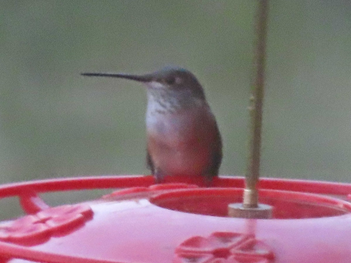Broad-tailed Hummingbird - ML641418089