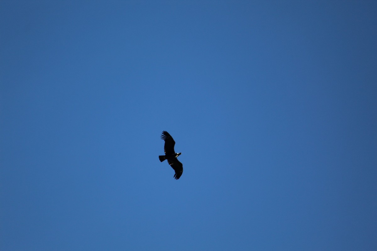 Andean Condor - ML641418090
