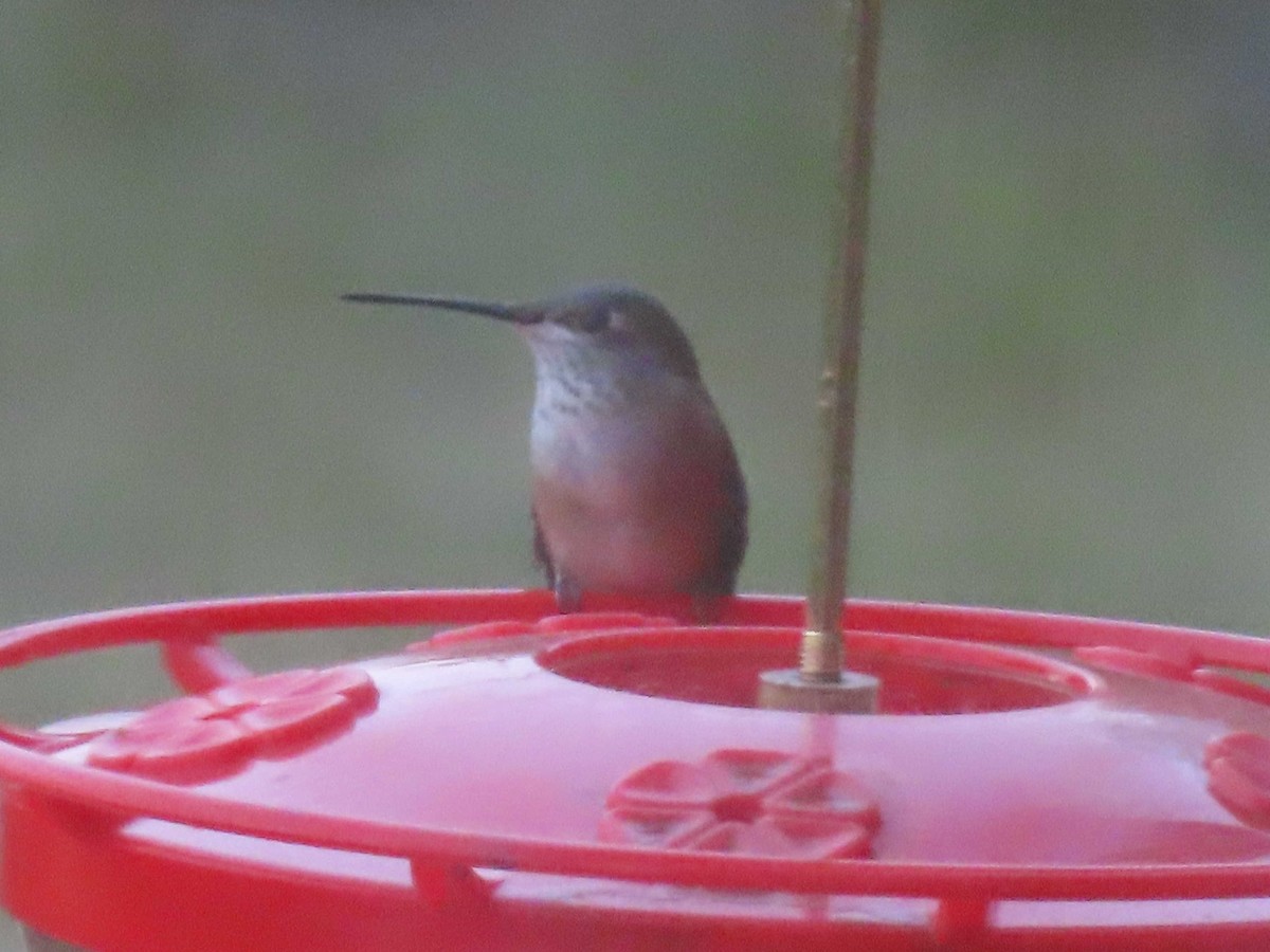 Broad-tailed Hummingbird - ML641418093