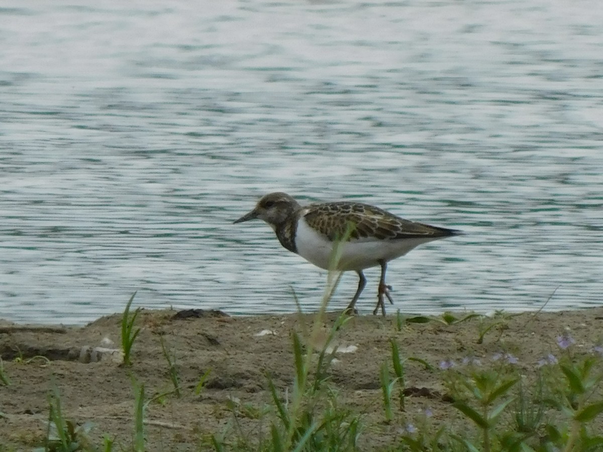 Ruddy Turnstone - ML641418113
