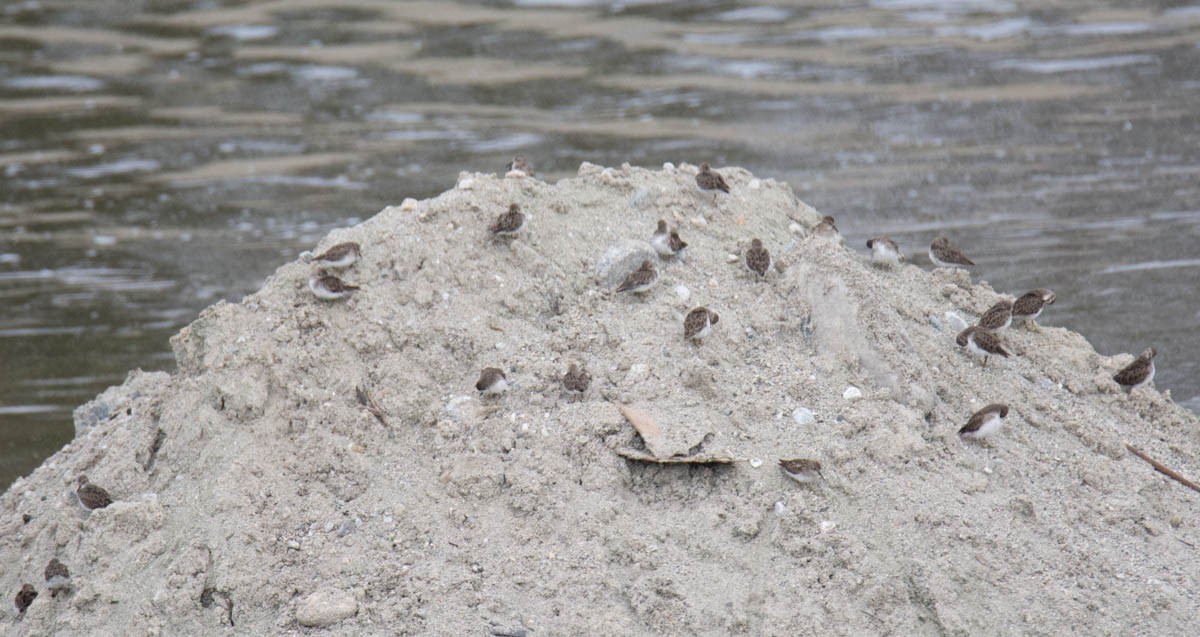 kleiner Strandläufer, unbestimmt - ML641418153