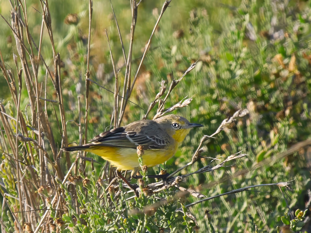 Yellow Chat - ML641418168