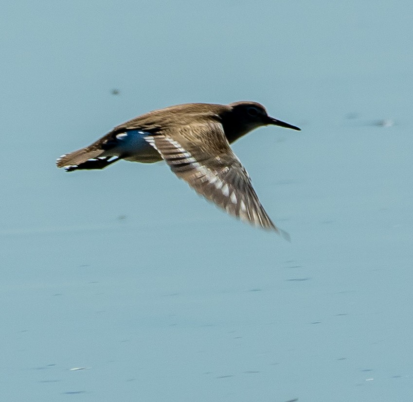 Flussuferläufer - ML641418174