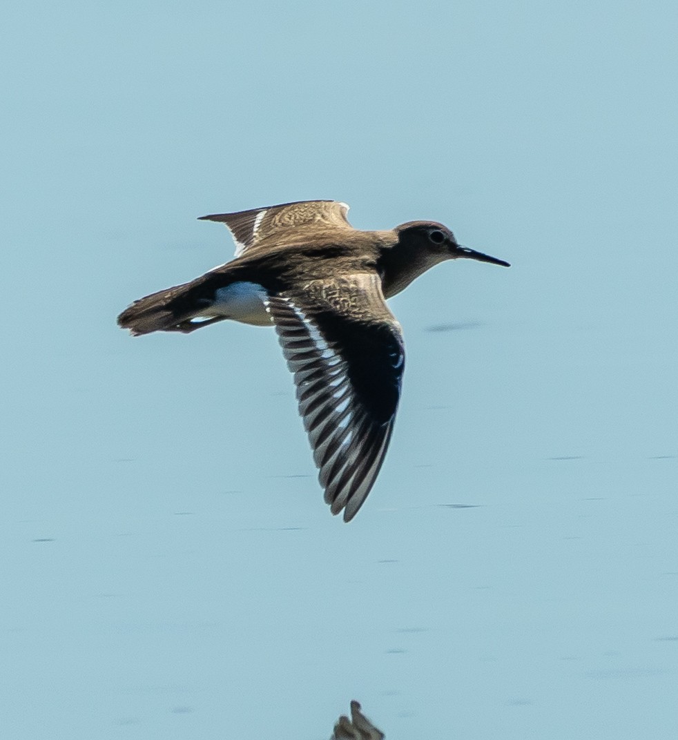 Flussuferläufer - ML641418175