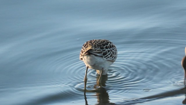 Ruff - ML641418213