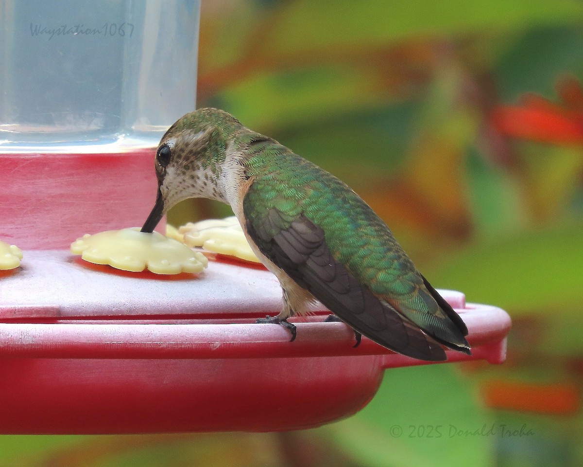 Rufous Hummingbird - ML641418219