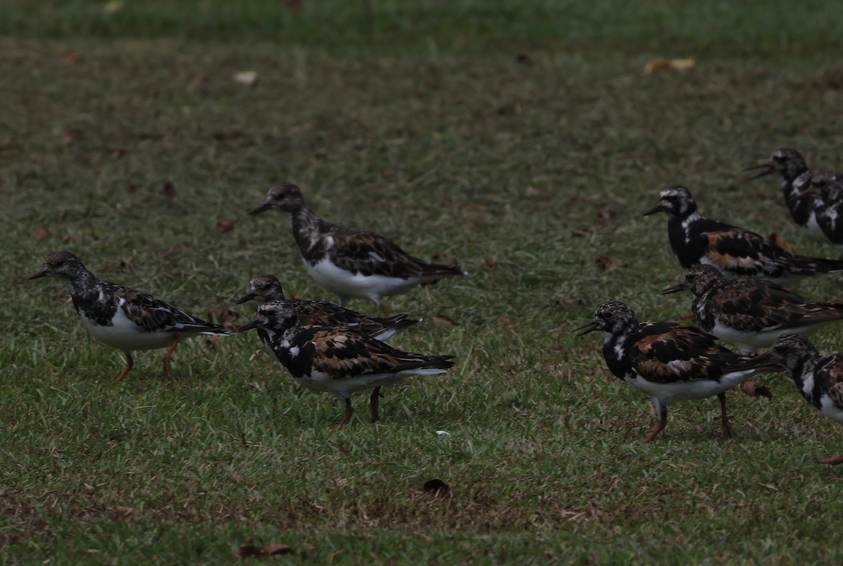 Ruddy Turnstone - ML641418221