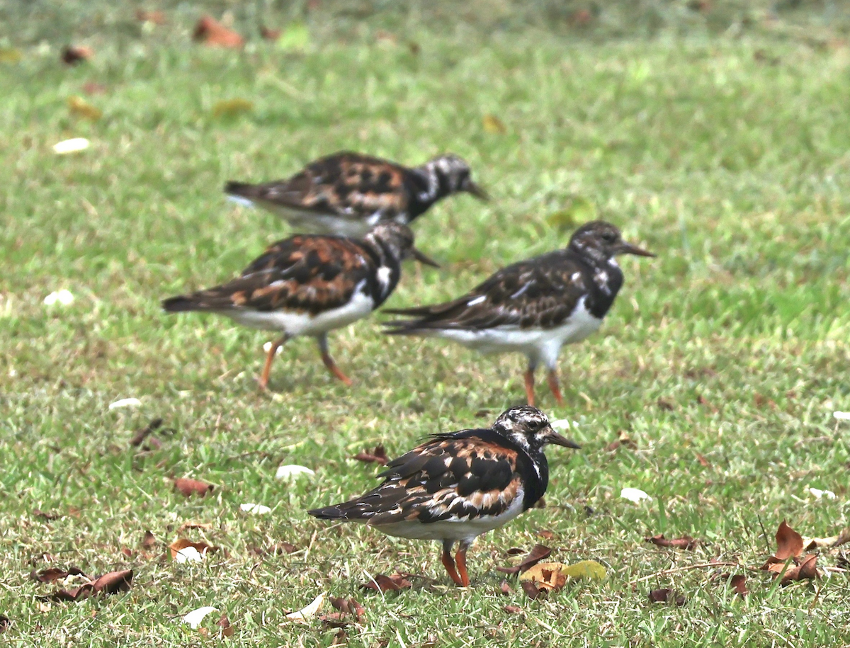 Ruddy Turnstone - ML641418227