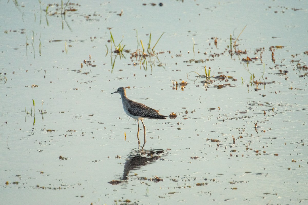 Lesser Yellowlegs - ML641418231