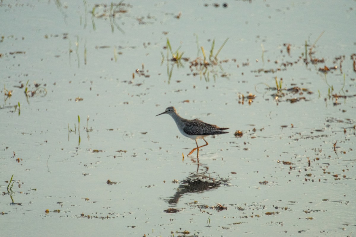 Lesser Yellowlegs - ML641418233